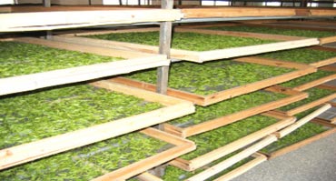 茶叶烘干处理操逼小黄片软件